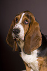 Basset Hound Portrait