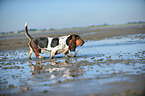 laufender Basset Hound