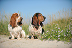 2 Basset Hounds