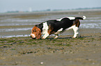 laufender Basset Hound