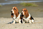 2 Basset Hounds