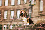 Basset Hound