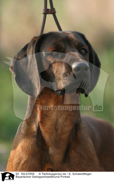 Bayerischer Gebirgsschweihund Portrait / SS-07859