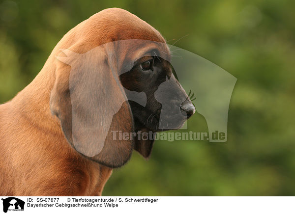 Bayerischer Gebirgsschweihund Welpe / SS-07877