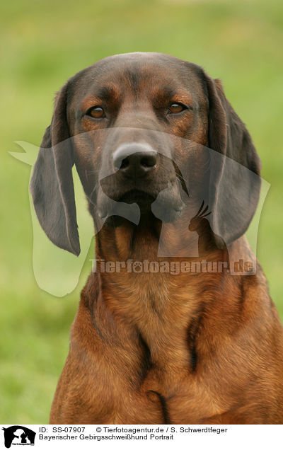 Bayerischer Gebirgsschweihund Portrait / SS-07907