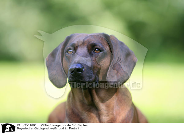 Bayerischer Gebirgsschweihund im Portrait / Bavarian Mountain Hound Portrait / KF-01001
