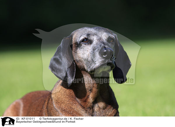 Bayerischer Gebirgsschweihund im Portrait / Bavarian Mountain Hound Portrait / KF-01011