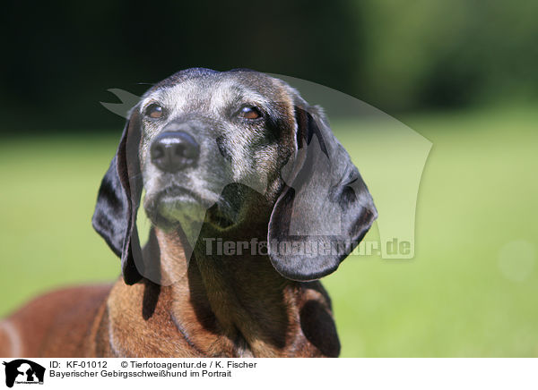 Bayerischer Gebirgsschweihund im Portrait / Bavarian Mountain Hound Portrait / KF-01012