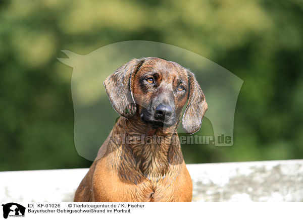 Bayerischer Gebirgsschweihund im Portrait / Bavarian Mountain Hound Portrait / KF-01026
