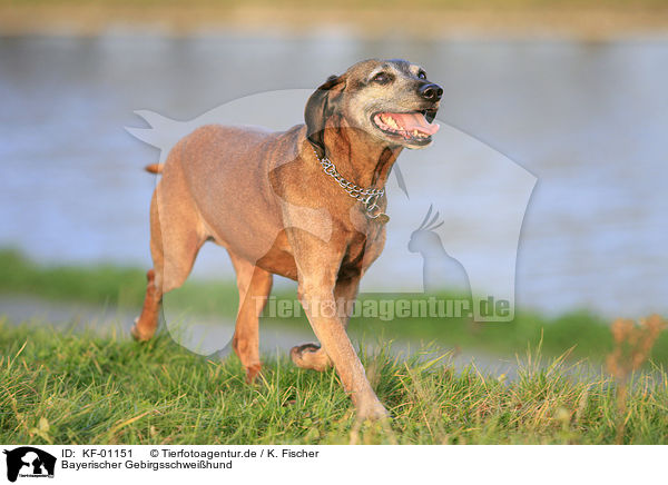 Bayerischer Gebirgsschweihund / Bavarian mountain dog / KF-01151