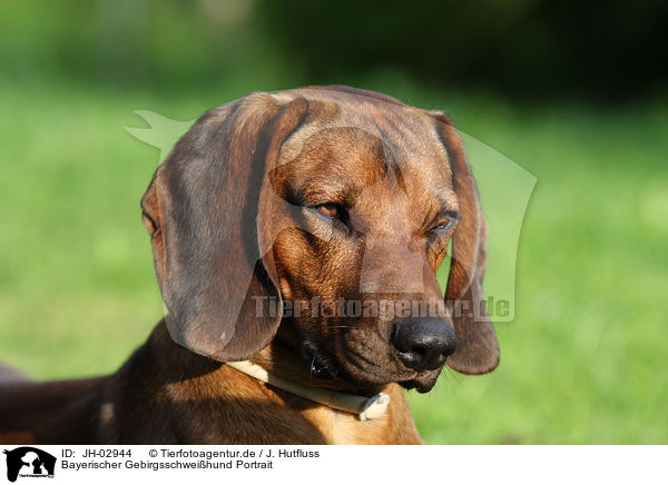 Bayerischer Gebirgsschweihund Portrait / Bavarian mountain dog / JH-02944