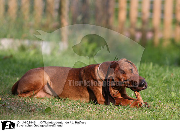 Bayerischer Gebirgsschweihund / Bavarian mountain dog / JH-02946