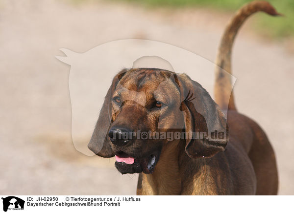 Bayerischer Gebirgsschweihund Portrait / Bavarian mountain dog / JH-02950