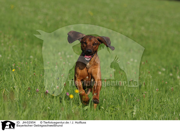 Bayerischer Gebirgsschweihund / Bavarian mountain dog / JH-02954