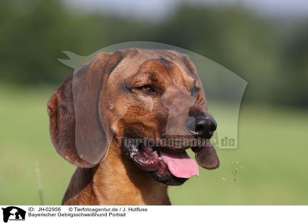 Bayerischer Gebirgsschweihund Portrait / Bavarian mountain dog / JH-02956