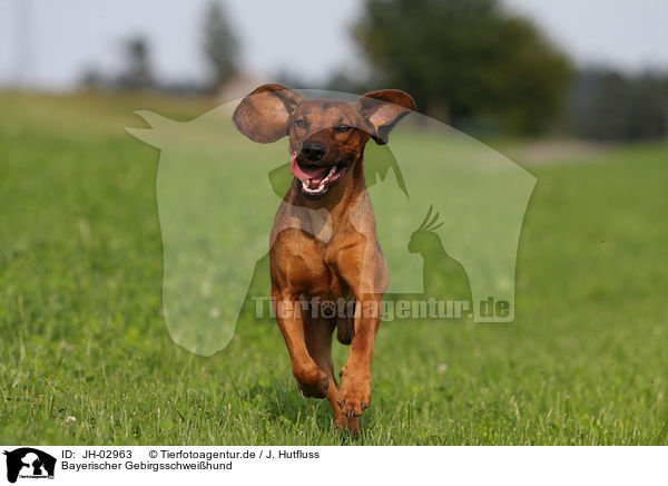 Bayerischer Gebirgsschweihund / Bavarian mountain dog / JH-02963