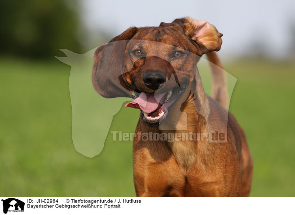Bayerischer Gebirgsschweihund Portrait / Bavarian mountain dog / JH-02964