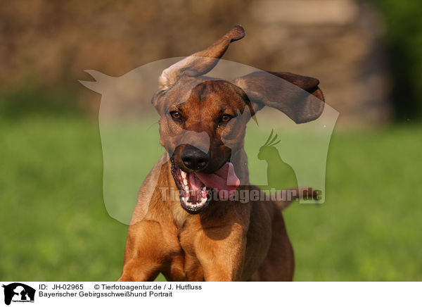 Bayerischer Gebirgsschweihund Portrait / Bavarian mountain dog / JH-02965