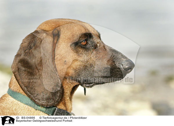 Bayerischer Gebirgsschweisshund Portrait / hound portrait / BS-04866