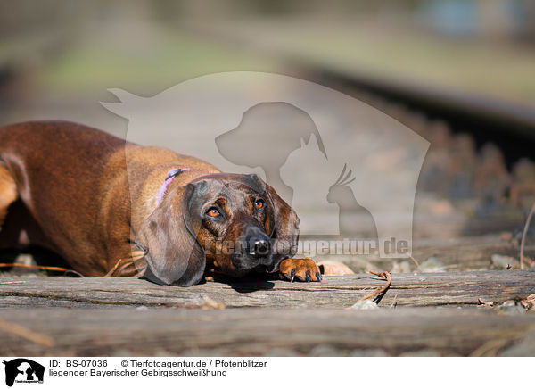 liegender Bayerischer Gebirgsschweihund / lying Bavarian Mountain Dog / BS-07036