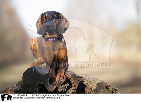 liegender Bayerischer Gebirgsschweihund / lying Bavarian Mountain Dog / BS-07041