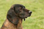 Bayerischer Gebirgsschweihund Portrait