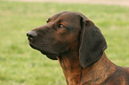 Bayerischer Gebirgsschweihund Portrait