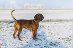 Bayerischer Gebirgsschweihund im Winter
