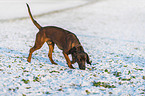 Bayerischer Gebirgsschweihund im Winter