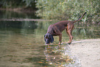 Bayerischer Gebirgsschweihund