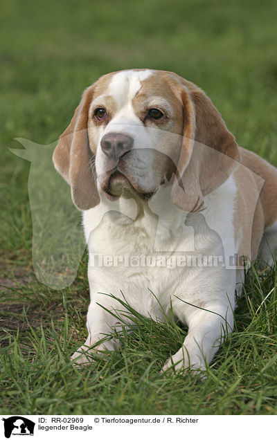 liegender Beagle / lying Beagle / RR-02969