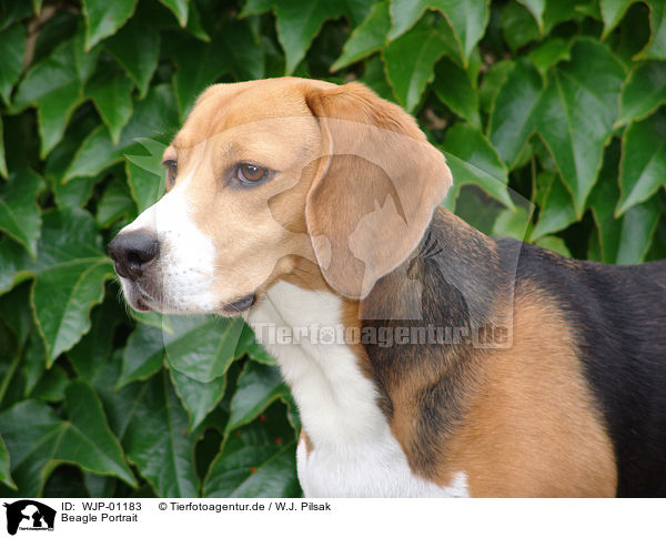 Beagle Portrait / Beagle Portrait / WJP-01183