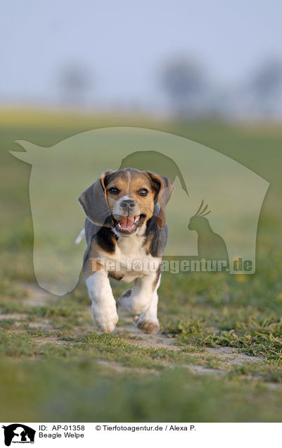 Beagle Welpe / Beagle Puppy / AP-01358