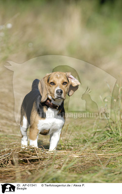 Beagle / Beagle / AP-01541