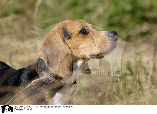 Beagle Portrait / Beagle Portrait / AP-01543