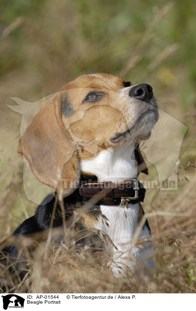Beagle Portrait / Beagle Portrait / AP-01544
