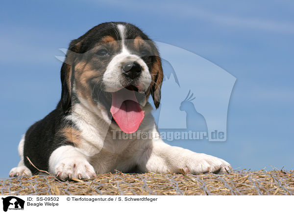 Beagle Welpe / Beagle Puppy / SS-09502