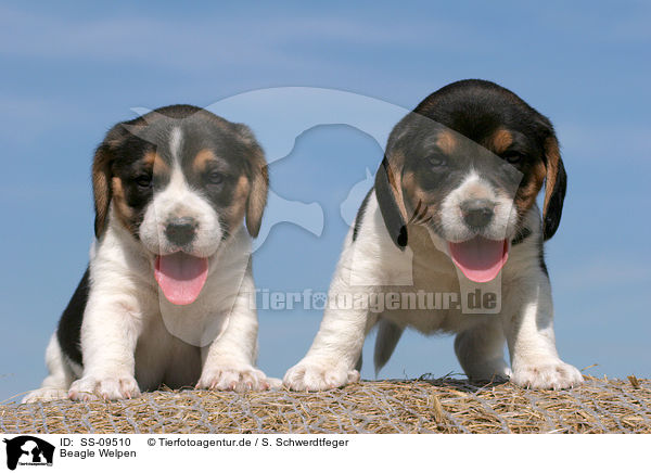 Beagle Welpen / Beagle Puppies / SS-09510