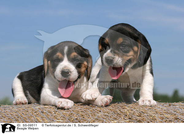 Beagle Welpen / Beagle Puppies / SS-09511