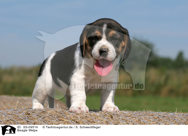 Beagle Welpe / Beagle Puppy / SS-09514