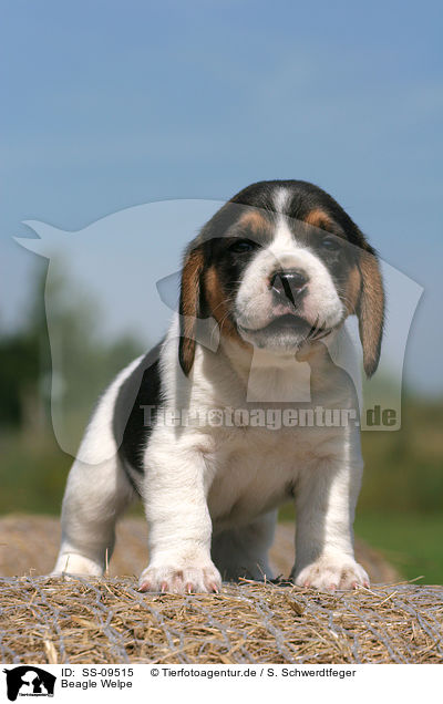 Beagle Welpe / Beagle Puppy / SS-09515