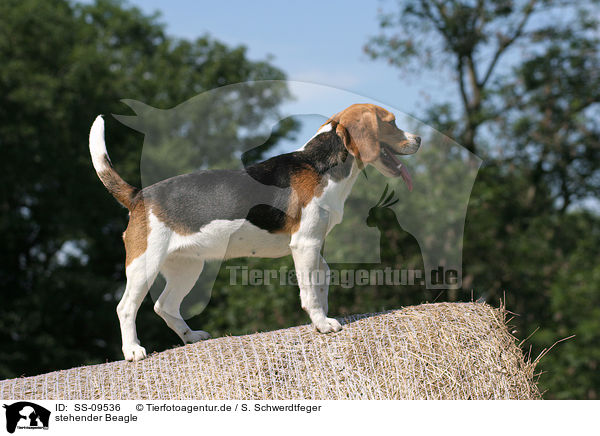 stehender Beagle / standing Beagle / SS-09536