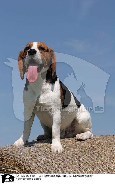 hechelnder Beagle / sitting Beagle / SS-09540