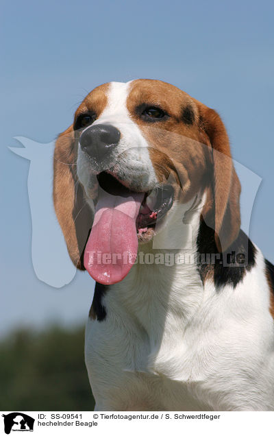 hechelnder Beagle / Beagle Portrait / SS-09541