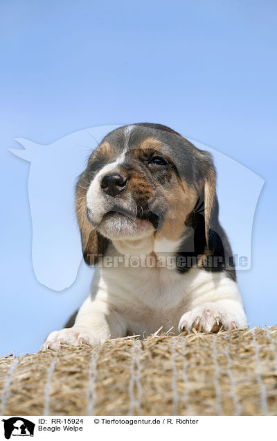 Beagle Welpe / Beagle Puppy / RR-15924