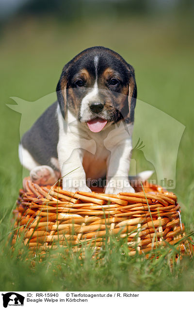 Beagle Welpe im Krbchen / Beagle pup in basket / RR-15940