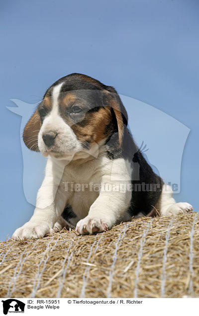 Beagle Welpe / Beagle Puppy / RR-15951