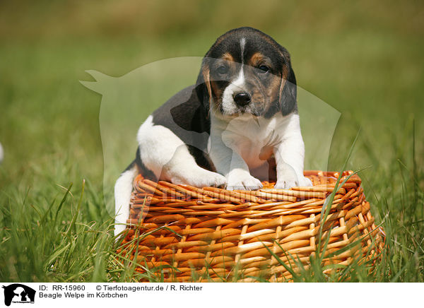 Beagle Welpe im Krbchen / Beagle pup in basket / RR-15960