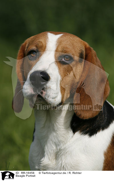 Beagle Portrait / Beagle Portrait / RR-16458