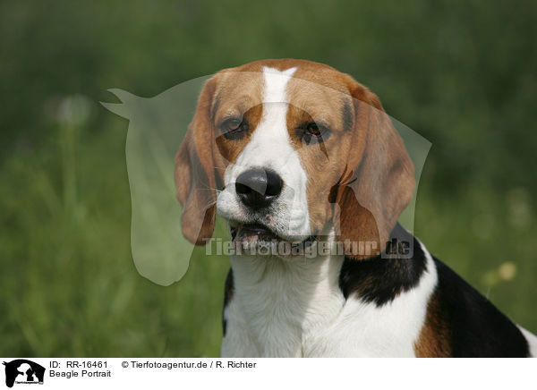 Beagle Portrait / Beagle Portrait / RR-16461